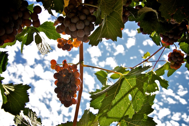 Vino